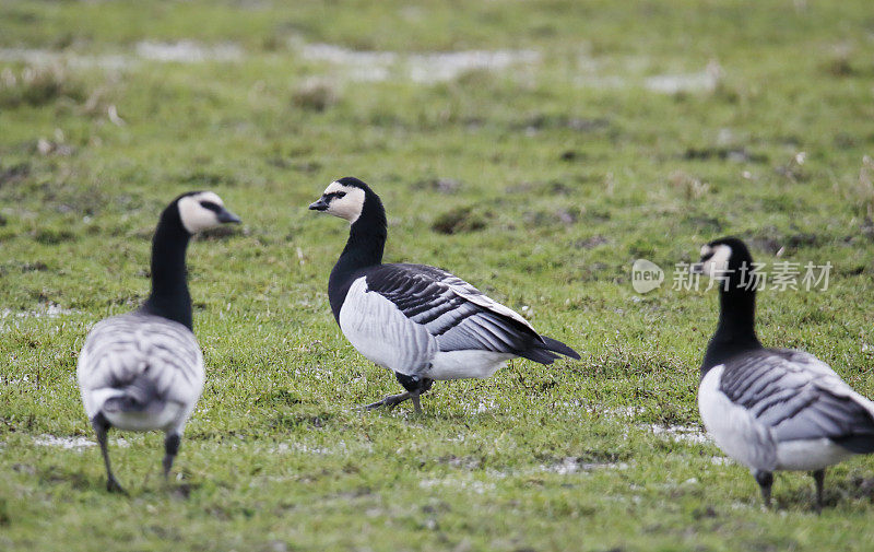 藤壶鹅(Branta leucopsis)